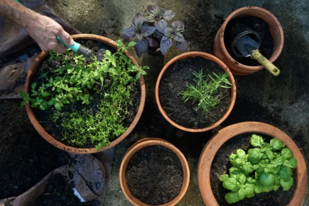 Container Gardening